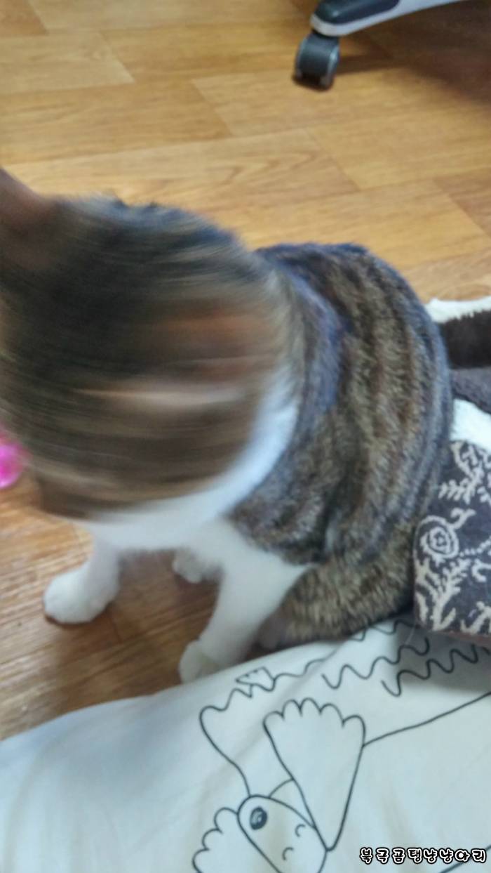 고양이를 싫어하던 떄가 있었다.(사진많음주의) | 인스티즈