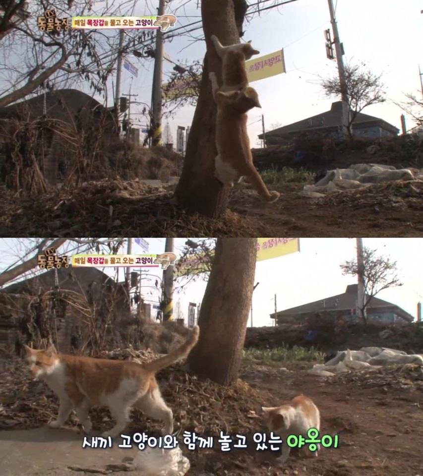 [동물농장] 매일 장갑 물어오는 고양이 (사랑스러움주의/스압주의) | 인스티즈