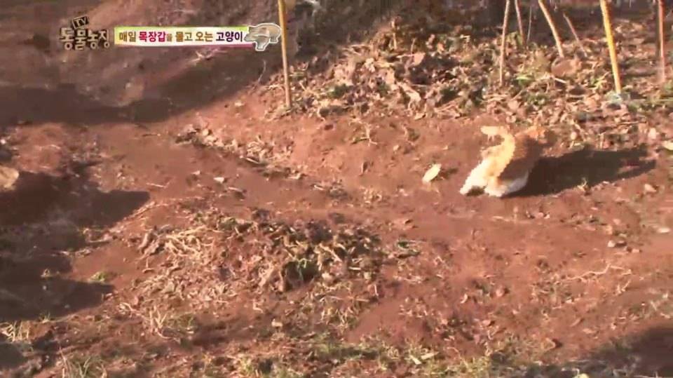 [동물농장] 매일 장갑 물어오는 고양이 (사랑스러움주의/스압주의) | 인스티즈