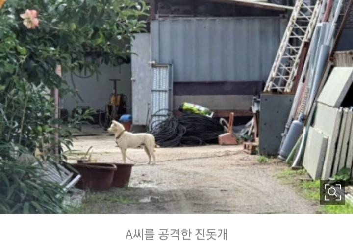 "계량기 점검 중 진돗개가 덮쳐 중상"…경찰 수사 | 인스티즈