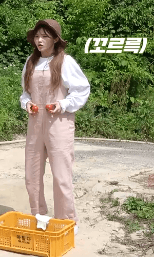 농장으로 토마토 따러 떠난 프로미스나인 멤버들! | 인스티즈