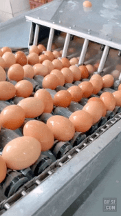 계란도둑 카스테라 공장.gif | 인스티즈