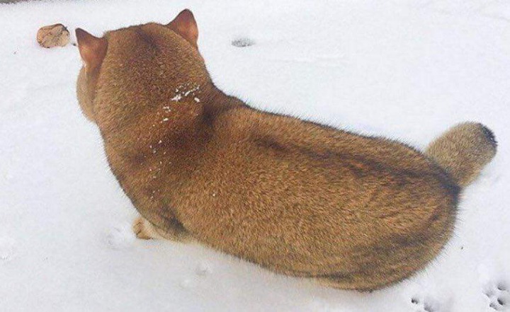 시바견인줄 알았는데 냥이 | 인스티즈