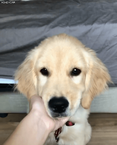 골든 리트리버.gif | 인스티즈