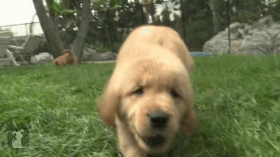 골든 리트리버.gif | 인스티즈