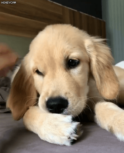 골든 리트리버.gif | 인스티즈