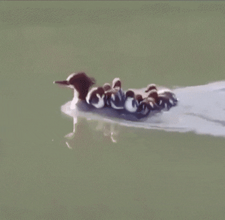아기오리 데리고다니는 어미오리 | 인스티즈