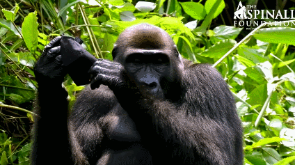 모자가 마음에 드는 고릴라 | 인스티즈