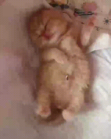 꿈을 꾸는 냥이.gif | 인스티즈