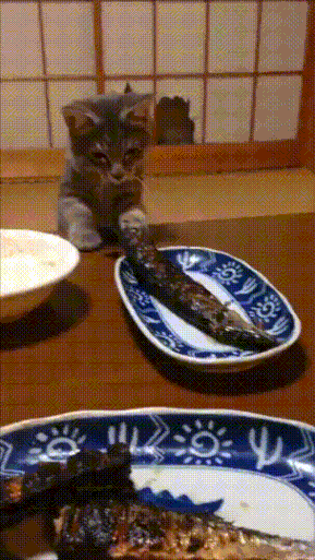 사람 음식 넘보는 고양이 | 인스티즈