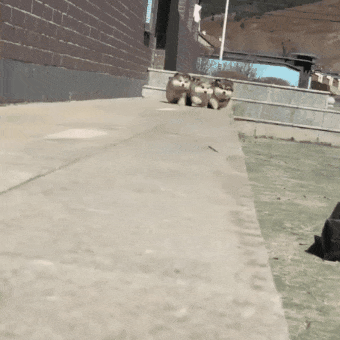 달려 오다가 차례로 떨어지는 솜뭉치 댕댕이들.gif | 인스티즈