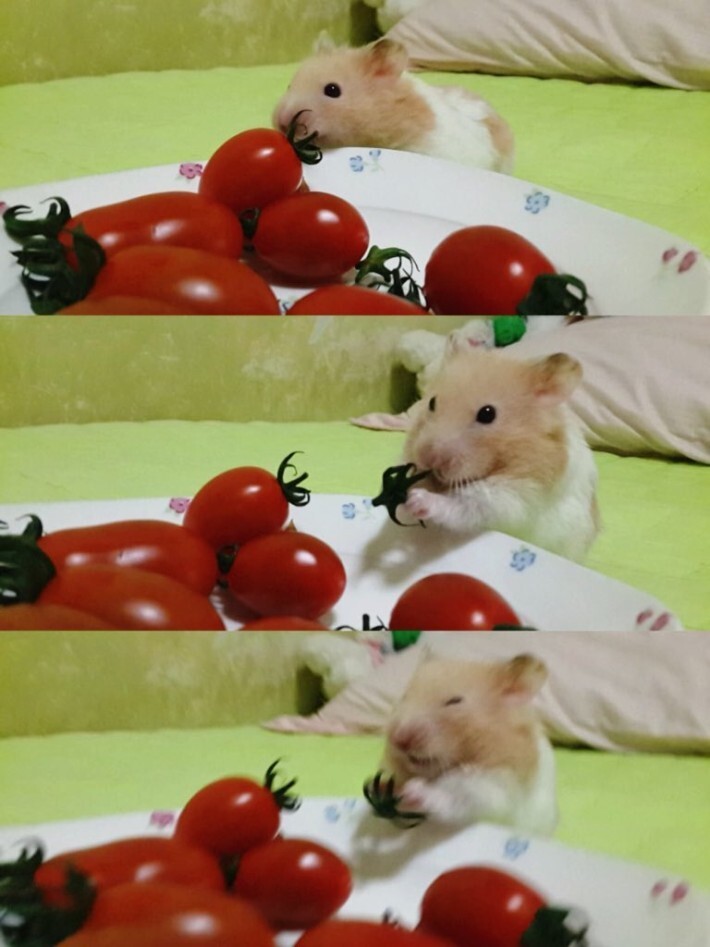 햄찌도 거르는 꼭지 | 인스티즈