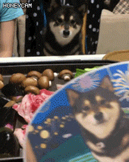 입맛다시는 시바견 | 인스티즈