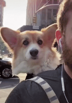 편해보이는 웰시코기 | 인스티즈