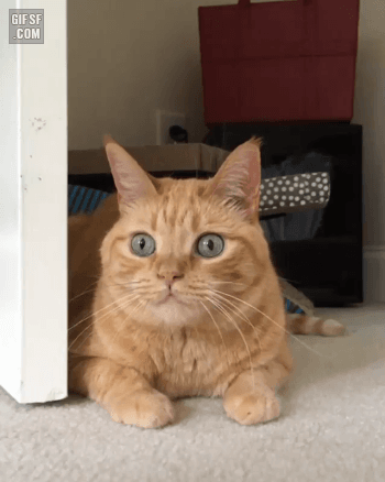 고양이 동공확대.gif | 인스티즈