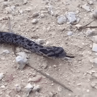 겁많은 뱀.gif | 인스티즈