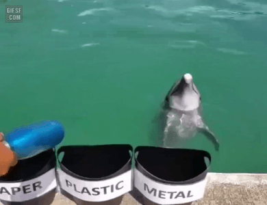 분리수거할줄아는 돌고래 | 인스티즈