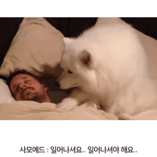 견종별 주인 깨우는 방법.gif | 인스티즈