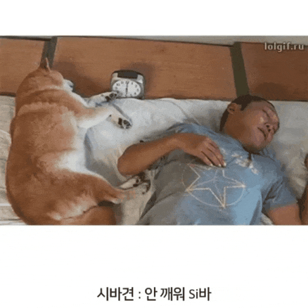 견종별 주인 깨우는 방법.gif | 인스티즈