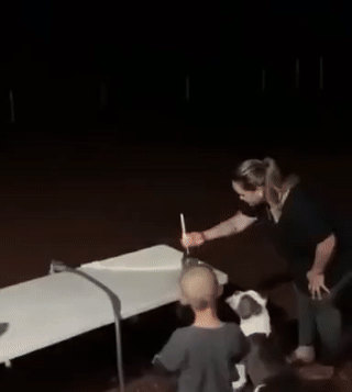 폭죽 보는 댕댕이.gif | 인스티즈