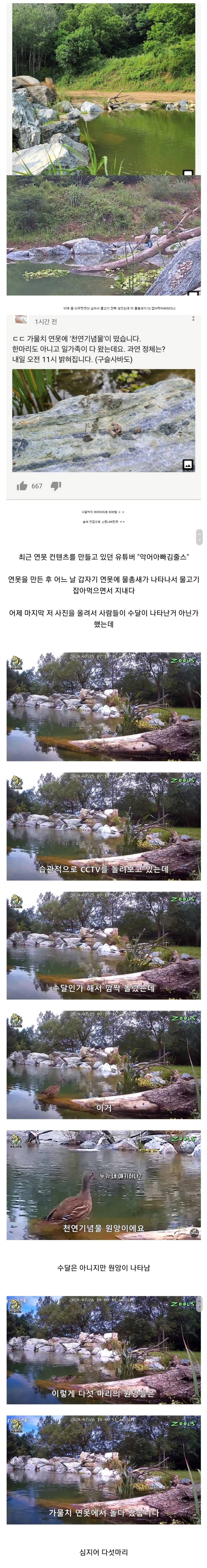 연못 만들던 유튜버 근황 | 인스티즈