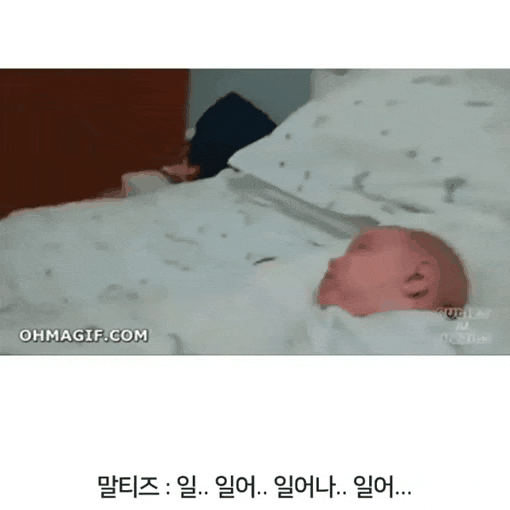 견종별 주인 깨우는 방법.gif | 인스티즈