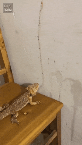 회전초밥 | 인스티즈