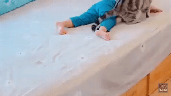 육아에 지친 고양이 | 인스티즈