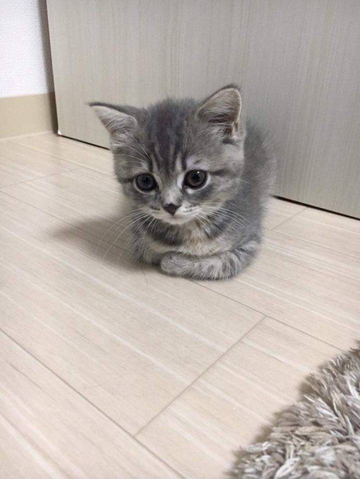 아기냥이 1년뒤 | 인스티즈