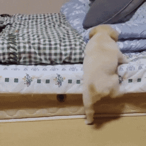 다리가 짧아서 매트리스 위로 못 올라간 댕댕이.gif | 인스티즈