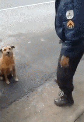 경찰 아재한테 몸수색 당하는 댕댕이 | 인스티즈