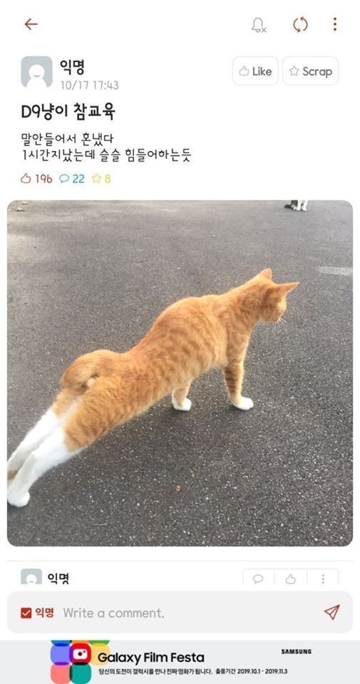 버릇없는 고양이 교육법 | 인스티즈