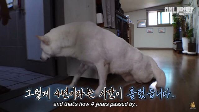 내일 아침 일찍 일어나서 동물농장 봐야하는 이유.jpg | 인스티즈