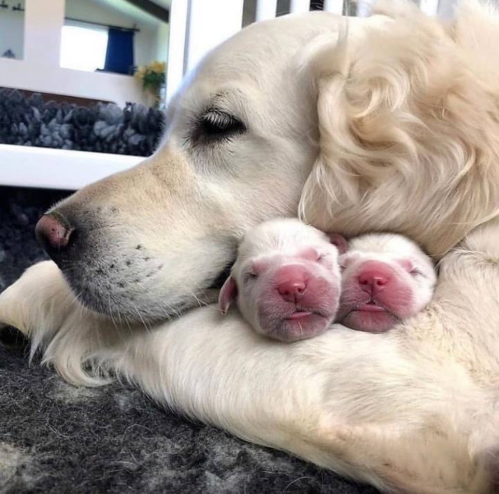 "골든 리트리버" 강아지(사진많음. 데이터주의) | 인스티즈