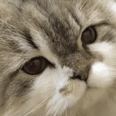 고양이 초근접짤 | 인스티즈