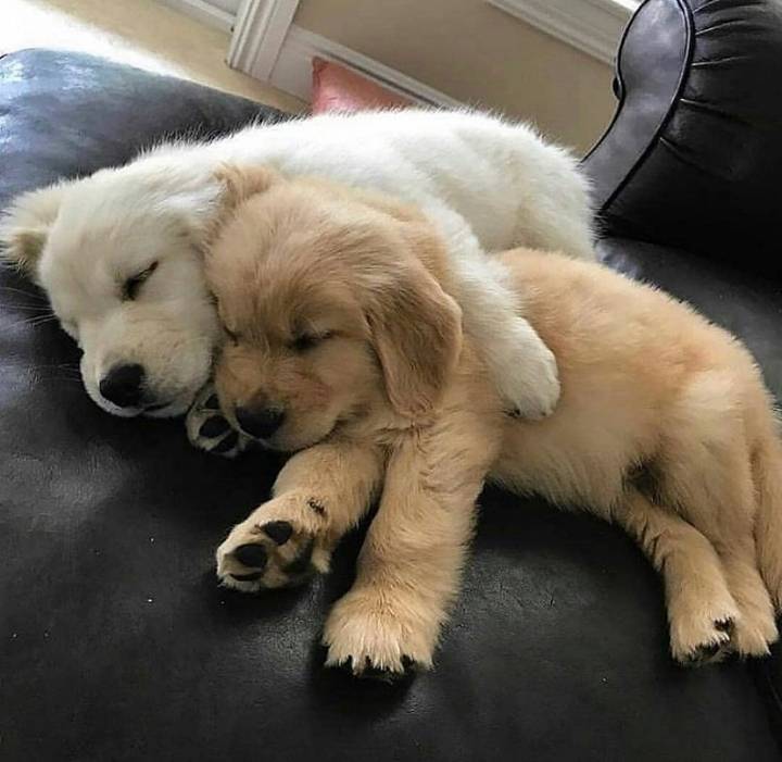 "골든 리트리버" 강아지(사진많음. 데이터주의) | 인스티즈