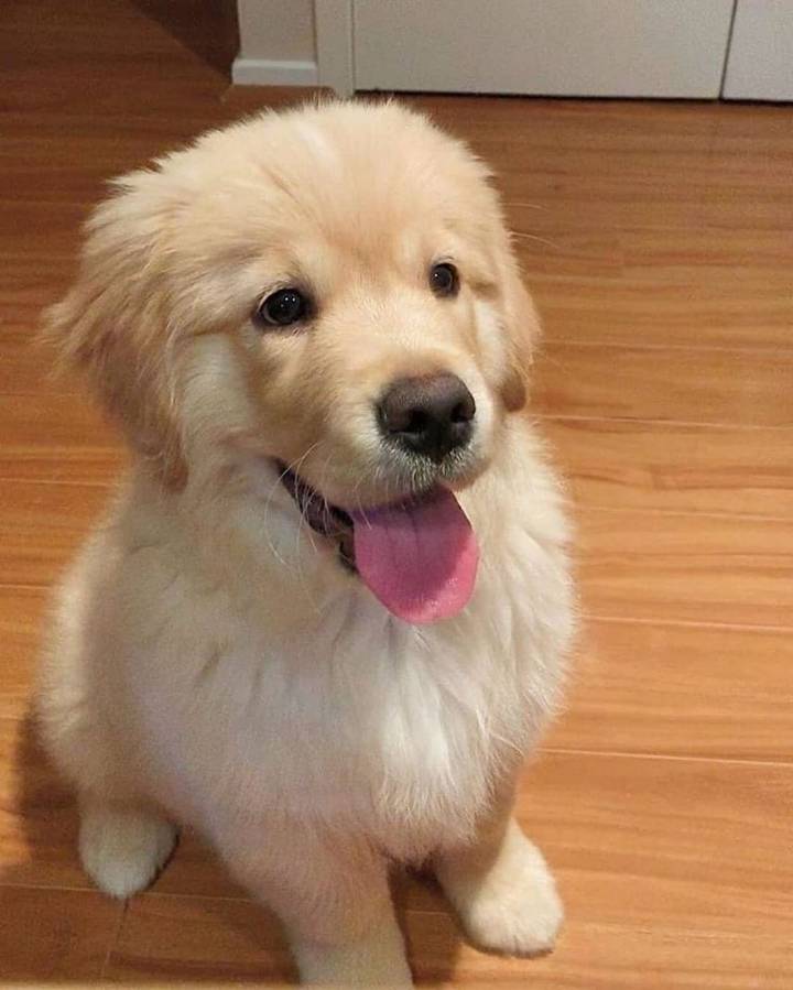 "골든 리트리버" 강아지(사진많음. 데이터주의) | 인스티즈