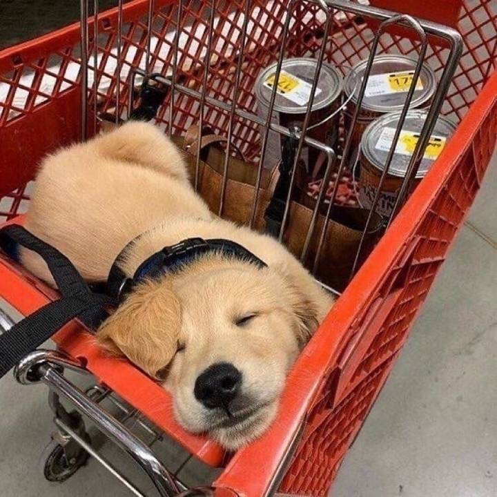 "골든 리트리버" 강아지(사진많음. 데이터주의) | 인스티즈