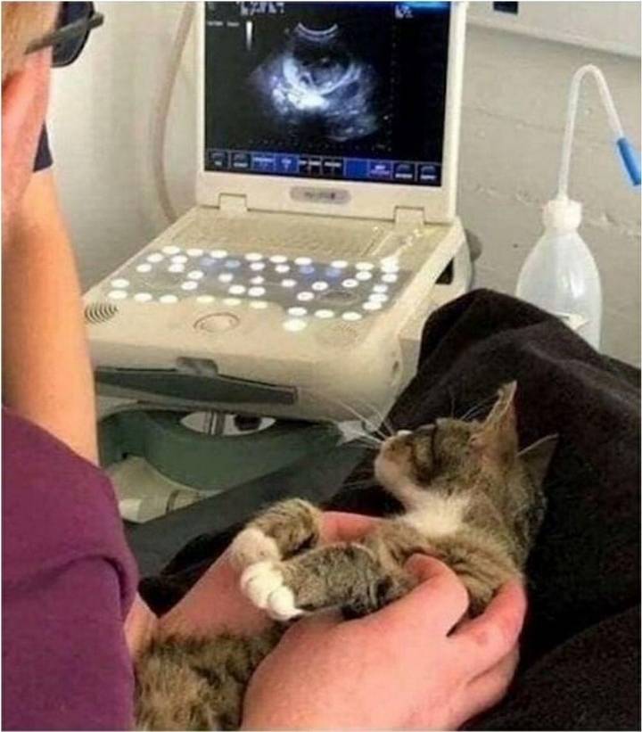 임신 사실을 알게 된 고양이 | 인스티즈