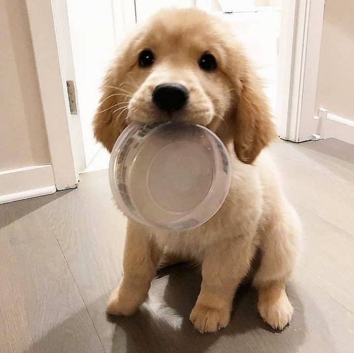 "골든 리트리버" 강아지(사진많음. 데이터주의) | 인스티즈