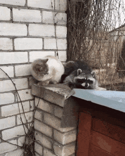 고양이 손 한번 잡아 보려는 라쿤.gif | 인스티즈