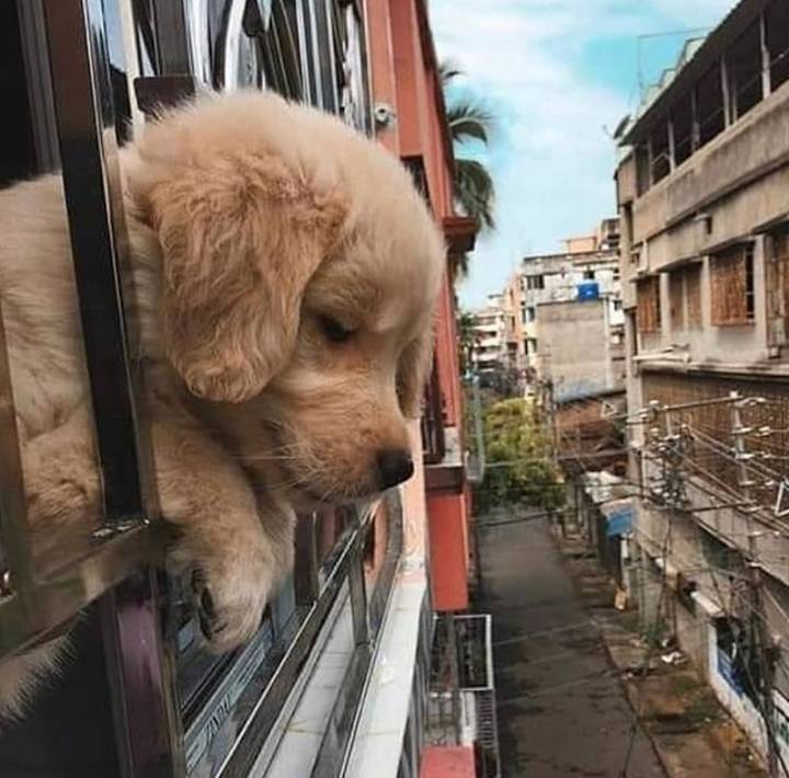 "골든 리트리버" 강아지(사진많음. 데이터주의) | 인스티즈