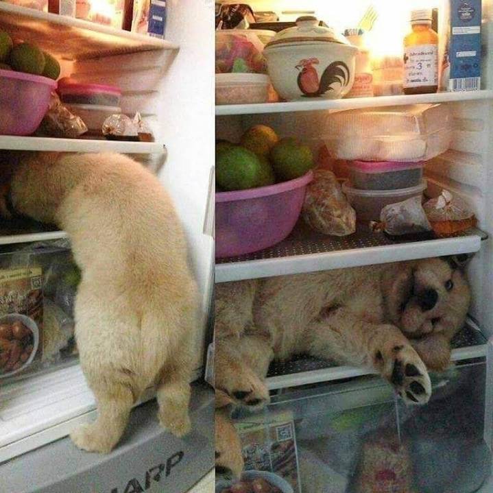 "골든 리트리버" 강아지(사진많음. 데이터주의) | 인스티즈