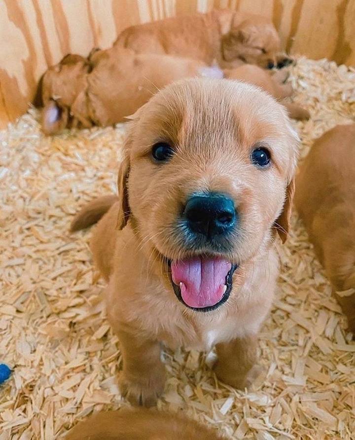 "골든 리트리버" 강아지(사진많음. 데이터주의) | 인스티즈
