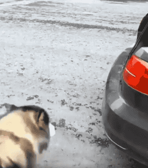 개를 트렁크에 넣고 다니는 견주 | 인스티즈