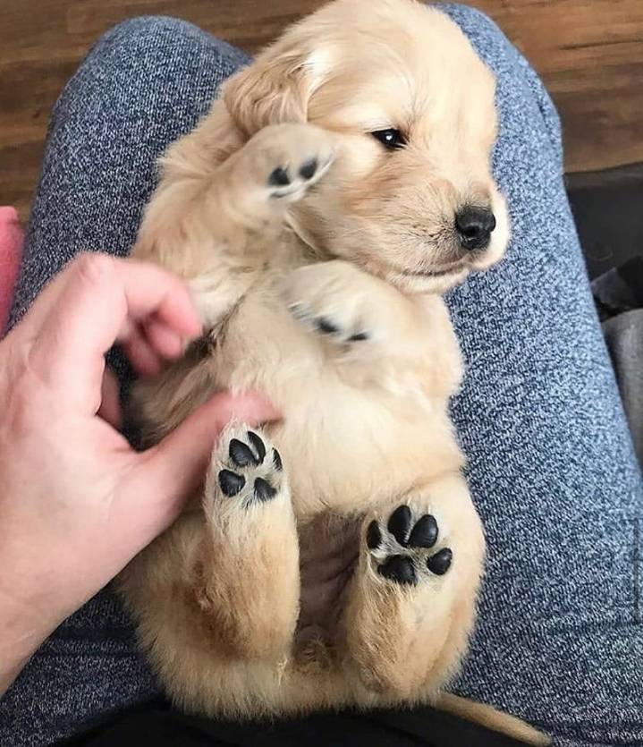 "골든 리트리버" 강아지(사진많음. 데이터주의) | 인스티즈