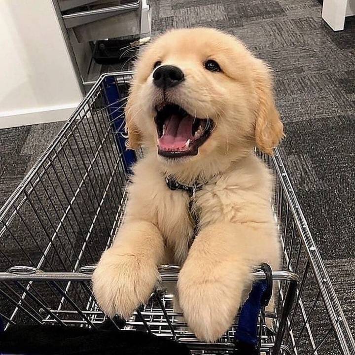 "골든 리트리버" 강아지(사진많음. 데이터주의) | 인스티즈