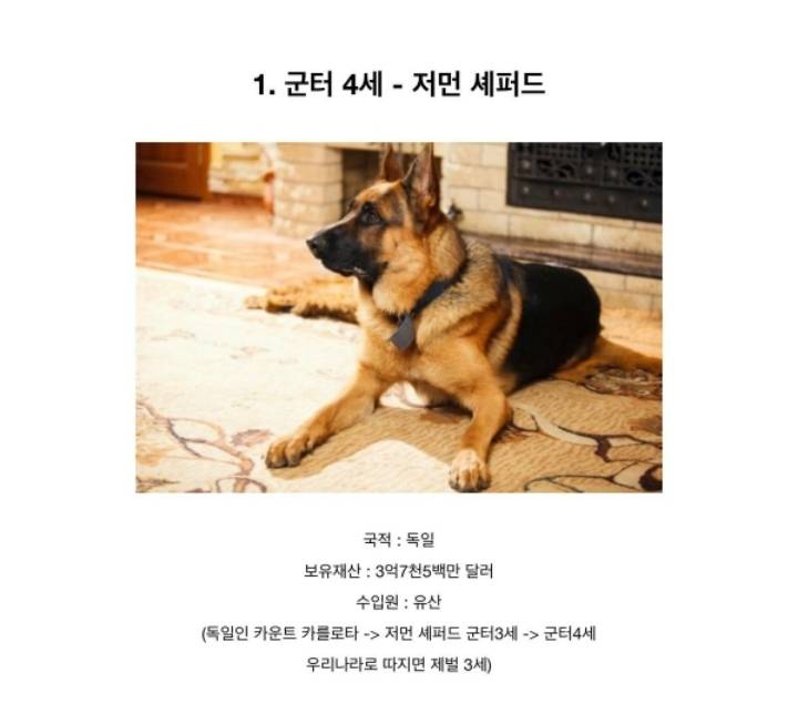 전세계에서 제일 부자인 동물 Top5 .JPG | 인스티즈