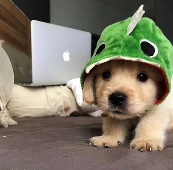 "골든 리트리버" 강아지(사진많음. 데이터주의) | 인스티즈