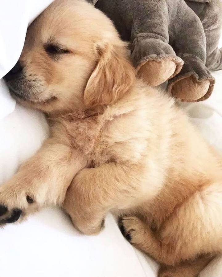 "골든 리트리버" 강아지(사진많음. 데이터주의) | 인스티즈